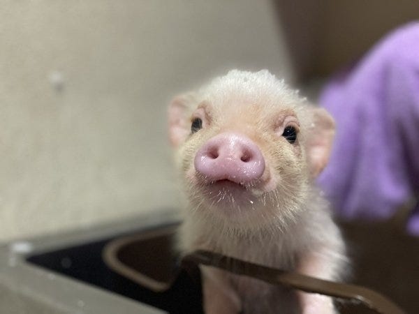 マイクロブタさんのお風呂、爪切り、耳掃除などもスタッフの大事なお仕事です。スタッフみんなで、ブタさんのケアを行います。