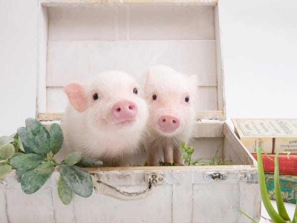 動物カフェではありますが、「ブタさんの保育園」という役割がメイン。社会性を身につけた後、ペットとして、ご家族の元に卒業します。