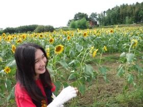 近所のひまわり畑です。