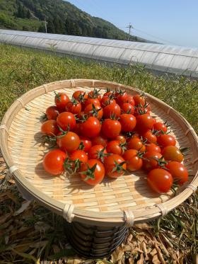 我が家のミニトマトたち