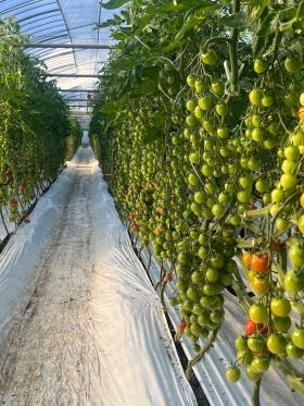 ハウス内の風景