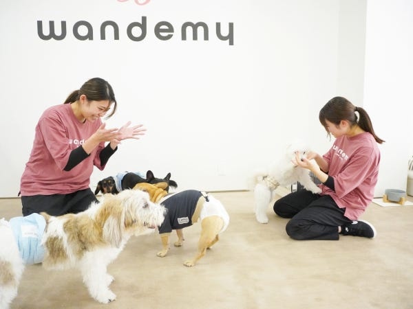 犬の幼稚園は、朝から夕方ごろまでわんちゃんをお預かりする施設です。お預かり中にドッグトレーナーがしつけや遊びをサポートします。