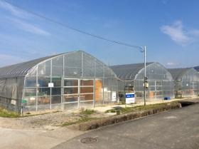 ビニールハウス