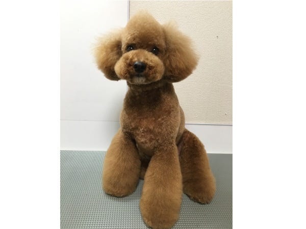 トリマー・トリマー資格保有者（普通運転免許）