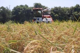 稲刈りをしています！稲穂がとっても綺麗です☆美味しいですよ☆