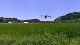 田んぼにドローン農薬散布の様子。無事に成長してほしいです！
