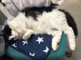 新横浜パークサイドホーム ねこ