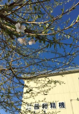 社屋 さくら ２０２０春