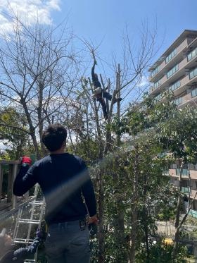 樹木管理維持業務