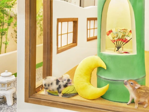 動物カフェではありますが、「ブタさんの保育園」という役割がメイン。社会性を身につけた後、ペットとして、ご家族の元に卒業します。