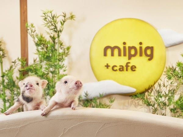 とっても人懐こいマイクロブタさんがパートナーです。スタッフはブタさんとお客様を繋ぐ大事な役割を担っています。