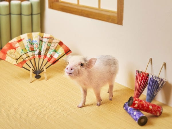 マイクロブタさんのお風呂、爪切り、耳掃除などもスタッフの大事なお仕事です。スタッフみんなで、ブタさんのケアを行います。