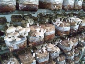 菌床しいたけ、発生状況