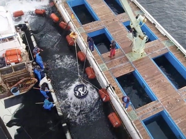 出荷作業はメンバーみんなで協力しながら、丁寧に素早く生け簀の魚を運搬船に積み込みます。