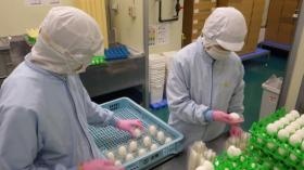 味付けゆで卵検品（西之島）