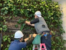 壁面緑化補植作業風景