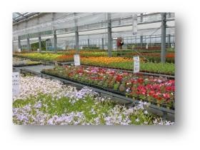 デイセンターのろさん（障がい者通所施設）園芸ハウス内部