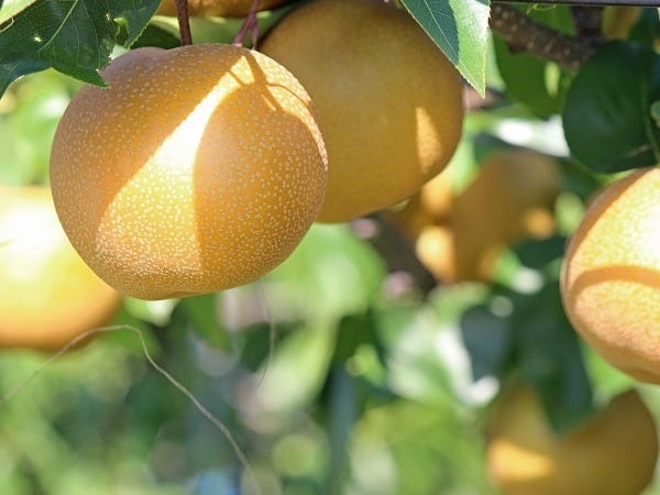 農業スタッフ・果樹管理サポート（未経験歓迎）