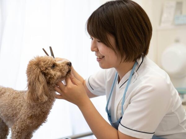 トリマー・動物病院のトリマー