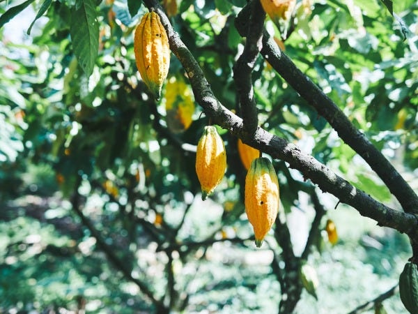 コロンビアの自社管理農園でのカカオ生産から企画・製造、パッケージデザイン、販売まで。すべてにこだわり、一貫して自分たちで手掛けています。