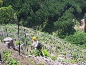 ヒノキの植付け作業