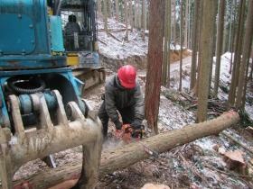 作業道支障木の処理