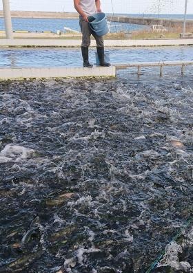 養殖池と魚に餌を撒く様子