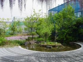 本店屋上のビオトープ