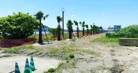 施設敷地内ヤシの木