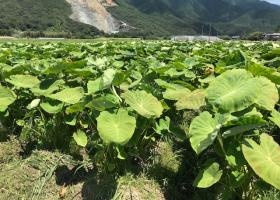 農業 さといも畑