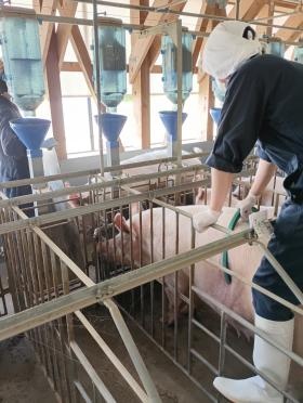 豚の状態を見ている様子