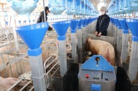 豚の繁殖、育成、出荷までを全て一貫して行っています