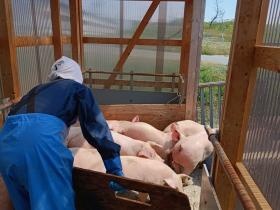 豚の移動の様子