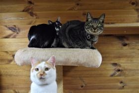 同じく職員でお世話している猫です。