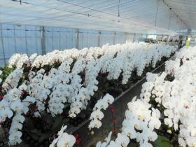 兵庫県にある自社の胡蝶蘭農園です。