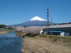 工場裏手には清流潤井川があり桜の名所となっています