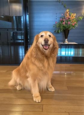 やわらぎの郷・施設犬