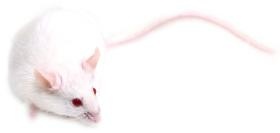 実験動物飼育管理