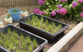 園庭にある農園です。