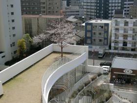どろんこ保育園 屋上園庭と桜の木