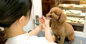 トリミングサロン カット風景