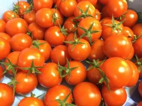 収穫したてのピカピカしたミニトマト