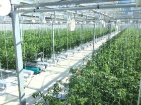 お仕事場所は屋内の大規模農業施設