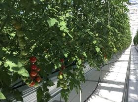 高糖度ミニトマトを栽培