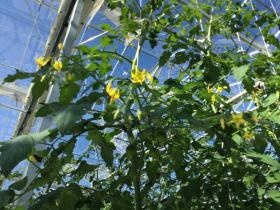 小さくて黄色いトマトの花