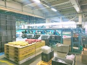 りんご選果風景