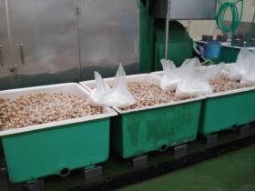 １次処理済の原料を使用しますので、大変な下処理作業は少ない