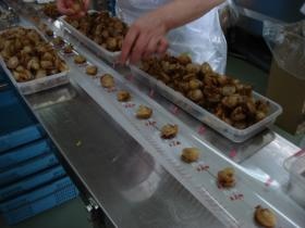 ピロー個包装作業：フィルムの上に並べる作業です