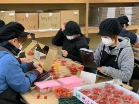 さくらんぼパッケージ業務
