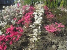 樹木販売も行っております